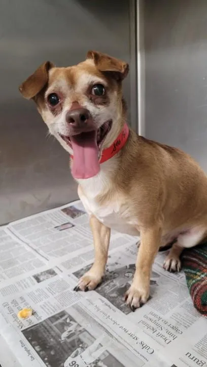 An adult small-sized male Chihuahua dog named Spencer for adoption in Los Angeles, CA