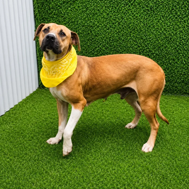 A young medium-sized female Golden American Staffordshire Terrier dog named Coco for adoption in Oak Point, TX