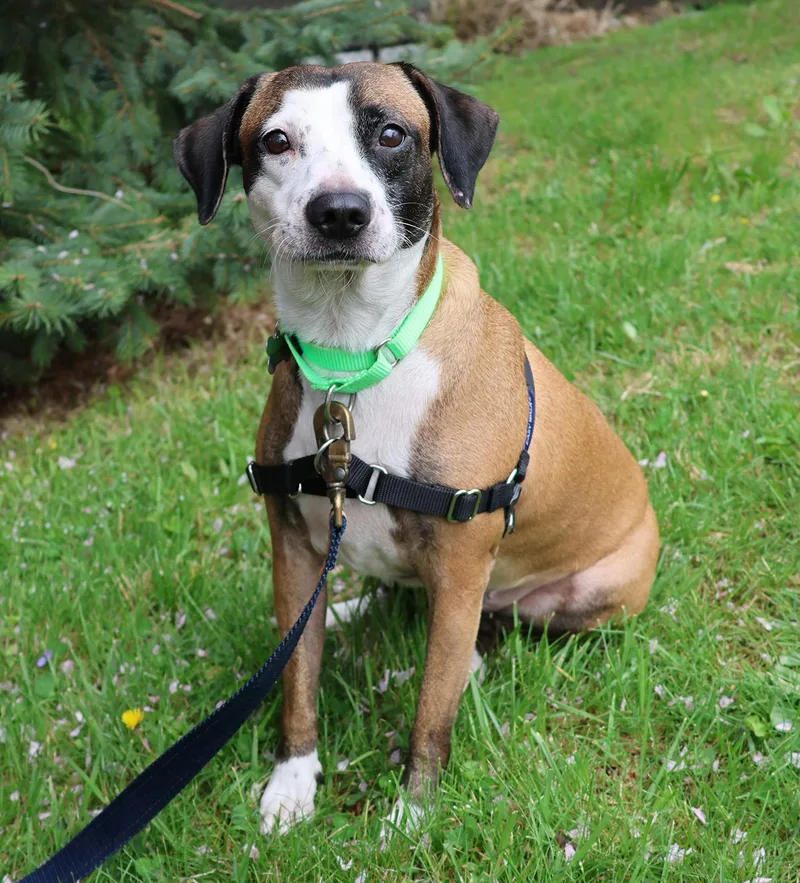 A young medium-sized female Tricolor (Brown, Black, & White) Beagle dog named Victoria for adoption in Harrison, NY