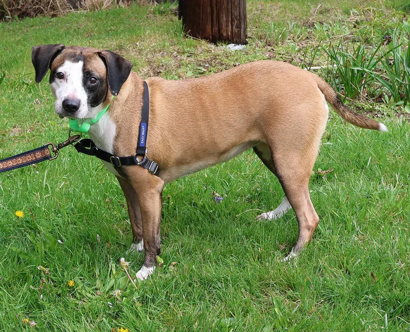 Victoria thumbnail 5