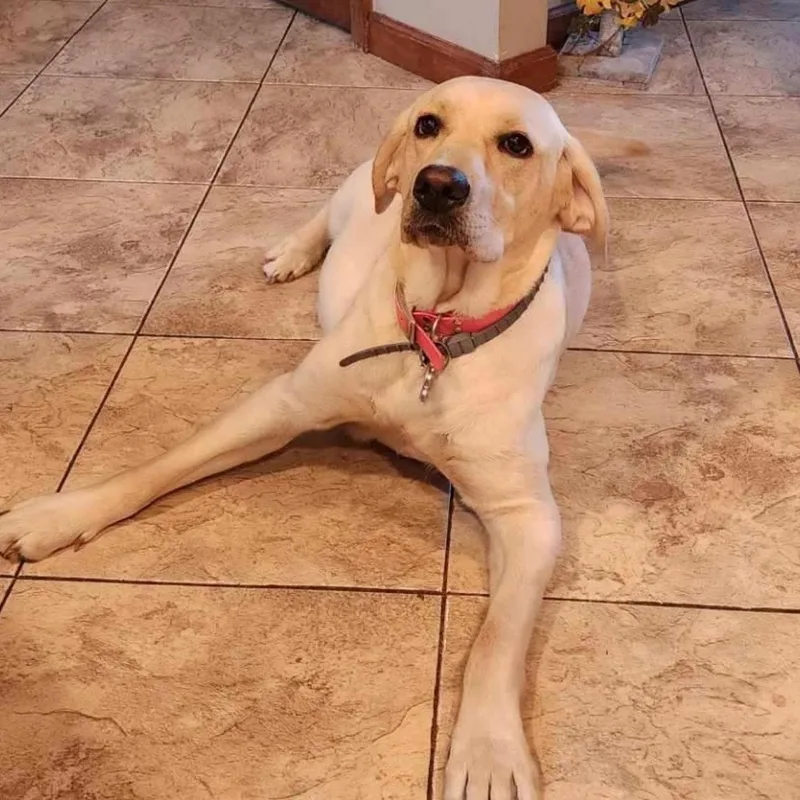 An adult medium-sized female Apricot / Beige Yellow Labrador Retriever dog named Lucy for adoption in Ardara, PA