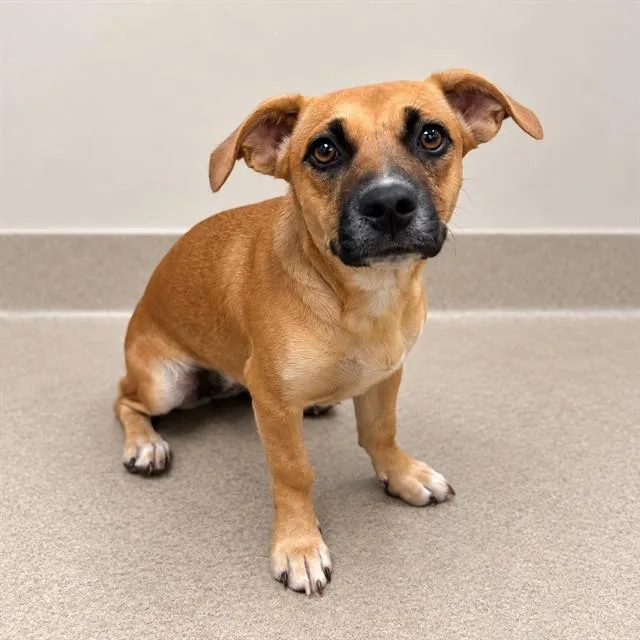 A young small-sized female Brown / Chocolate Dachshund dog named Phyllis for adoption in Canoga Park, CA