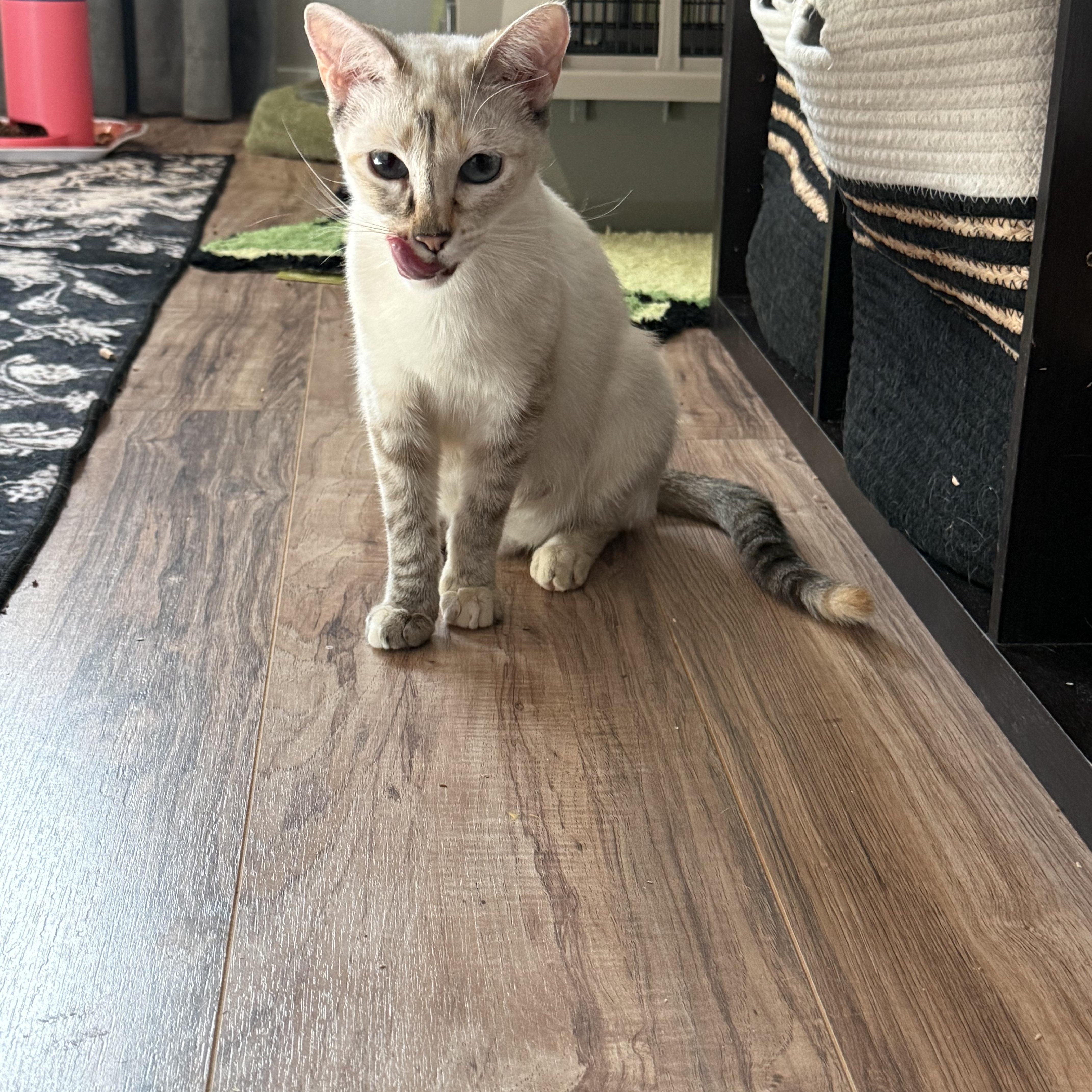 An adult medium-sized female Flame Point Siamese cat named Jubilee for adoption in Reno, NV