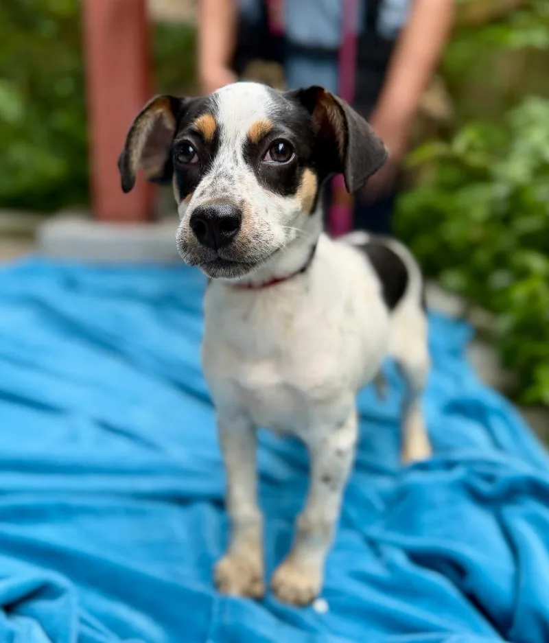 A baby small-sized female Mixed Breed dog named Mattie for adoption in Ellijay, GA