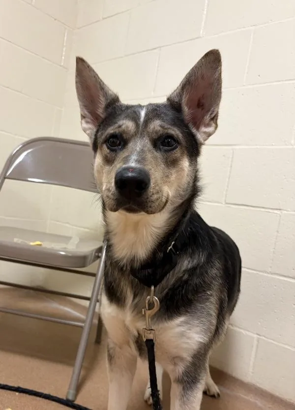 An adult large-sized male German Shepherd Dog dog named Tiny for adoption in Vancouver, WA