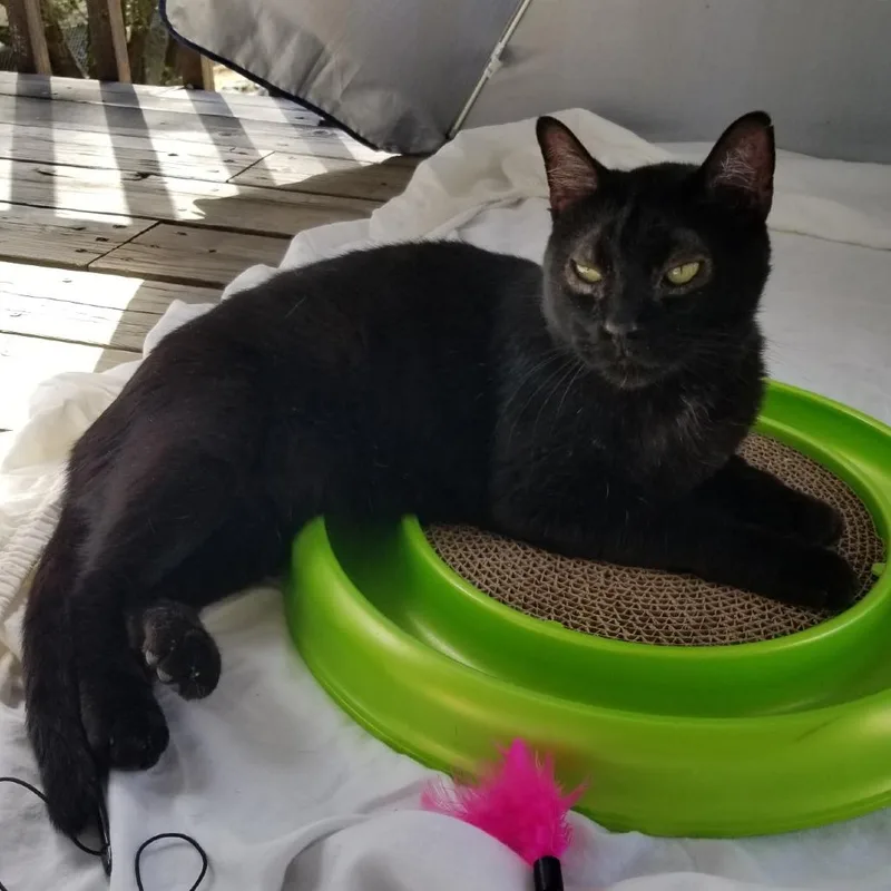 Little Prince thumbnail 2