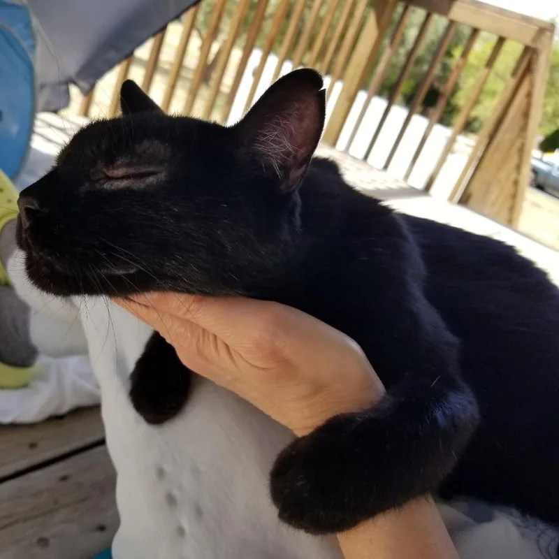 Little Prince thumbnail 3