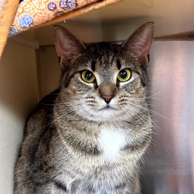 A young medium-sized female Brown / Chocolate Domestic Short Hair cat named Clawdia for adoption in Newark, NJ