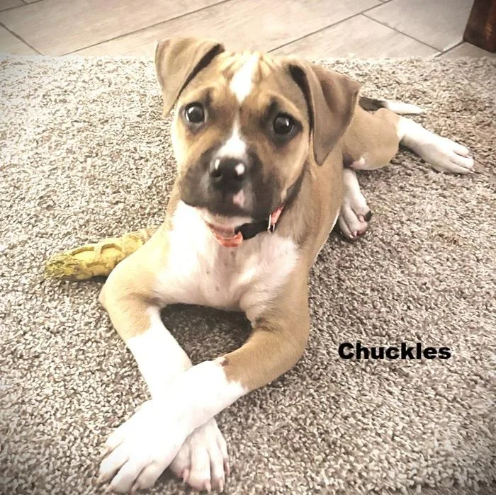 A baby medium-sized female Yellow / Tan / Blond / Fawn Boxer dog named Chuckles for adoption in Palm Harbor, FL