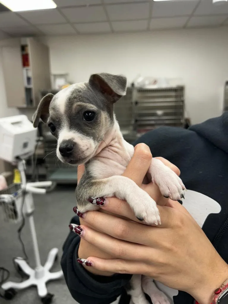 A baby small-sized female Mixed Breed dog named Vail for adoption in Thousand Oaks, CA