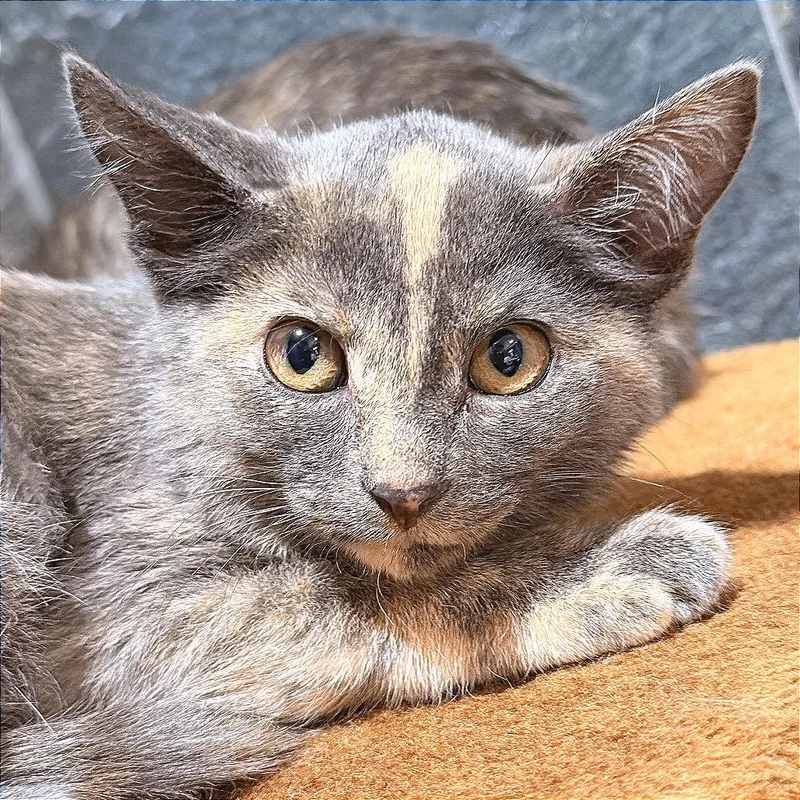 A baby small-sized female Tortoiseshell Domestic Short Hair cat named Jill for adoption in Hannibal, MO