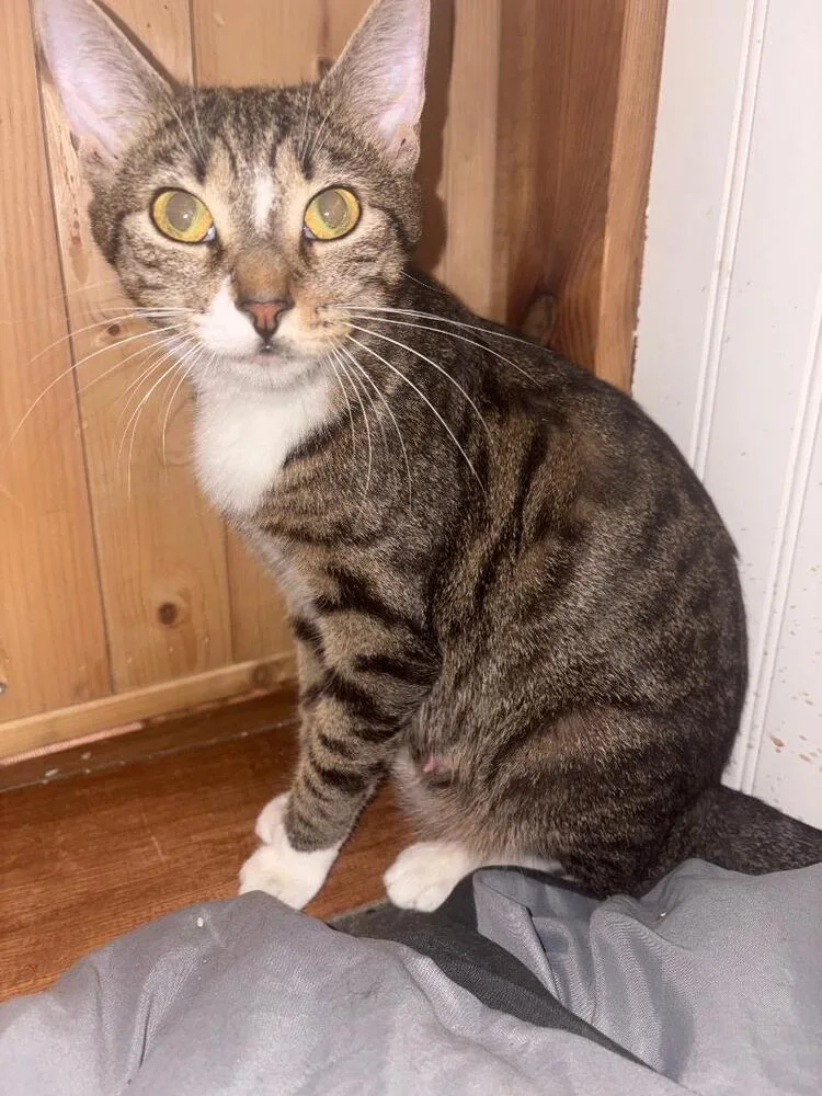 A young medium-sized female Brown / Chocolate Domestic Short Hair cat named Mama Jay for adoption in Breinigsville, PA