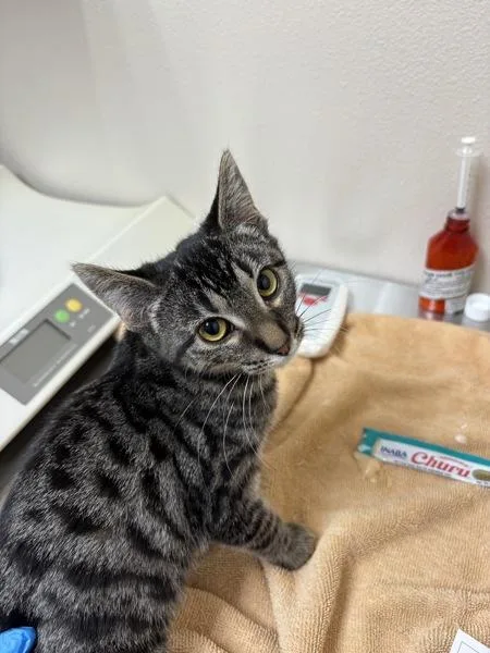 A baby small-sized female Domestic Short Hair cat named Mojo Jojo for adoption in Sherwood, OR