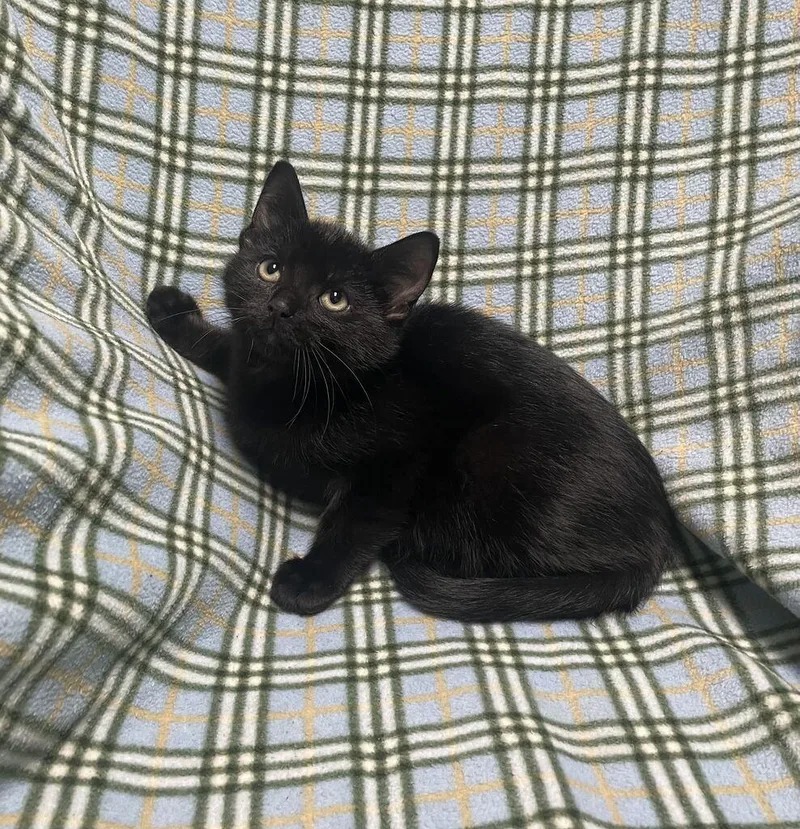 A baby small-sized male Domestic Short Hair cat named Svengoolie for adoption in Jackson, MI