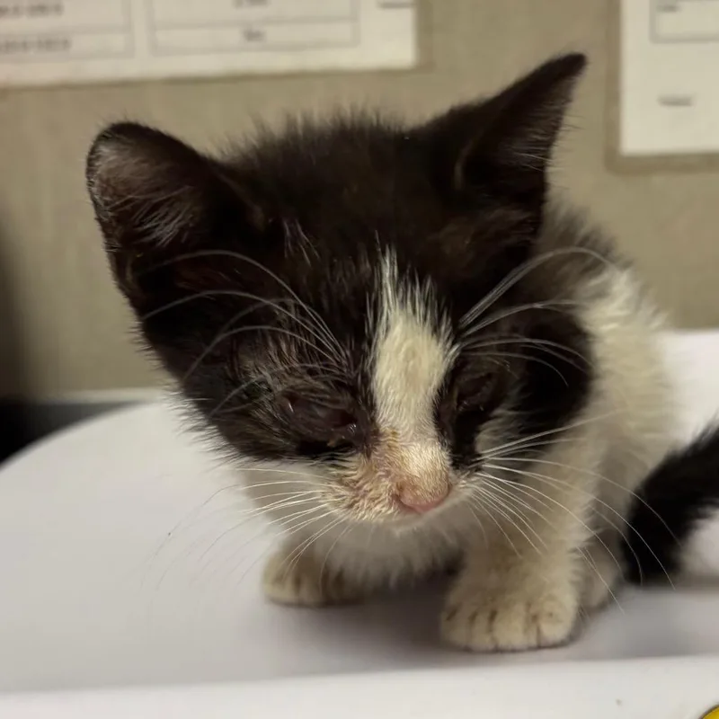 A baby small-sized male Black Domestic Short Hair cat named Vance for adoption in Yuma, AZ