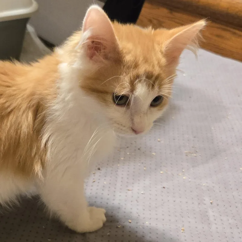 A baby small-sized female Orange / Red Domestic Long Hair cat named Prissy for adoption in Roswell, GA