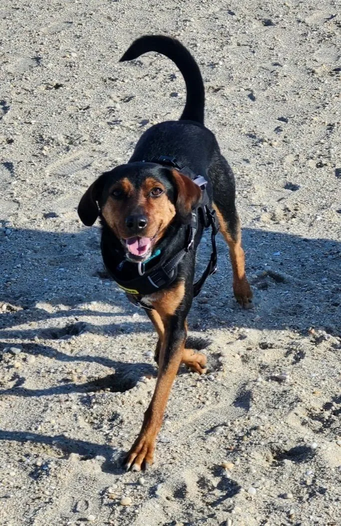 An adult medium-sized female Hound dog named Ash for adoption in Southold, NY
