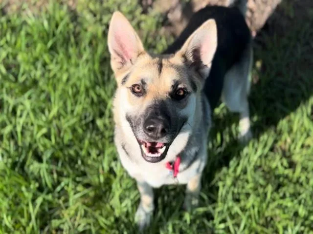 A senior large-sized male German Shepherd Dog dog named Clyde for adoption in Tavares, FL