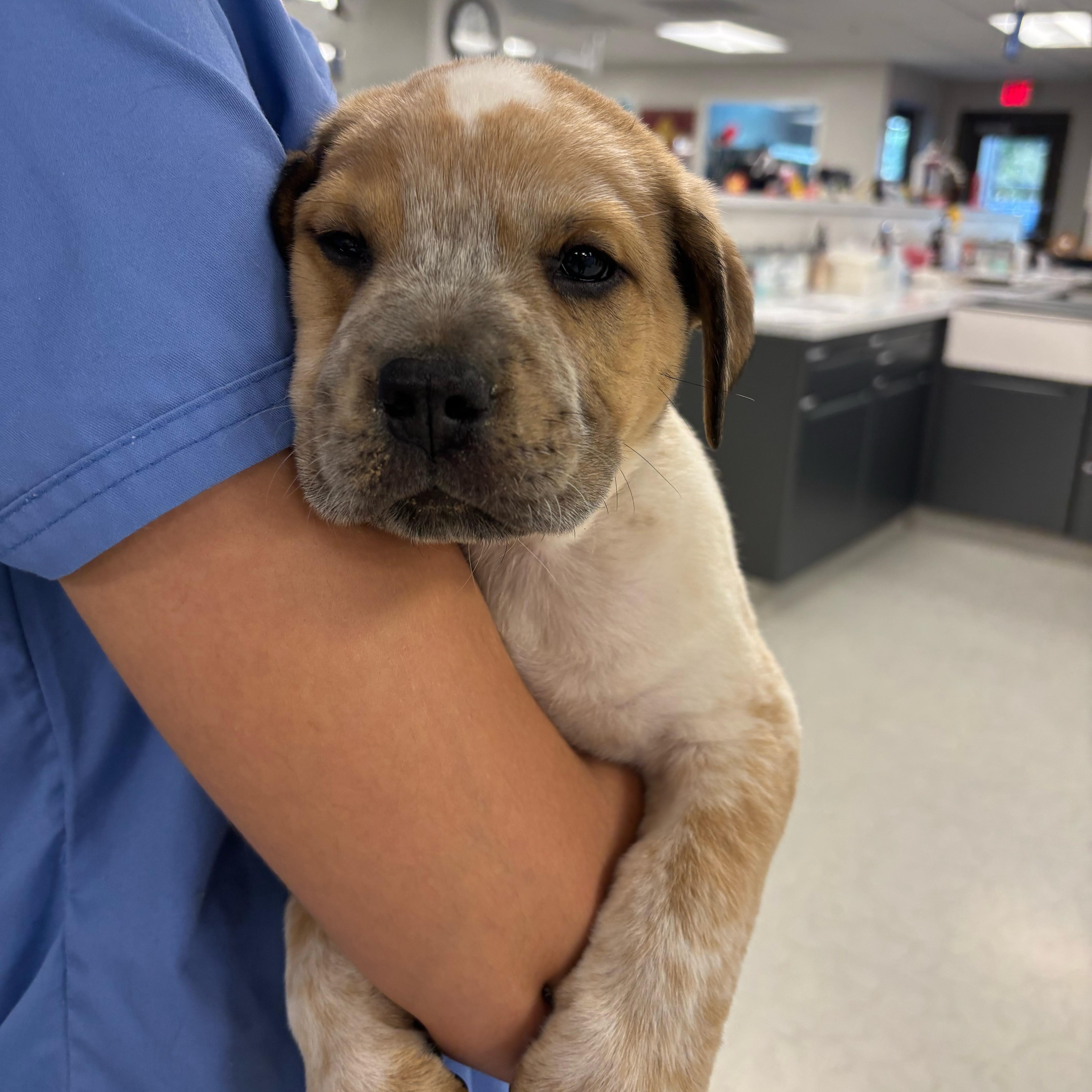 A baby medium-sized male White / Cream Australian Cattle Dog / Blue Heeler dog named Conner for adoption in Pflugerville, TX