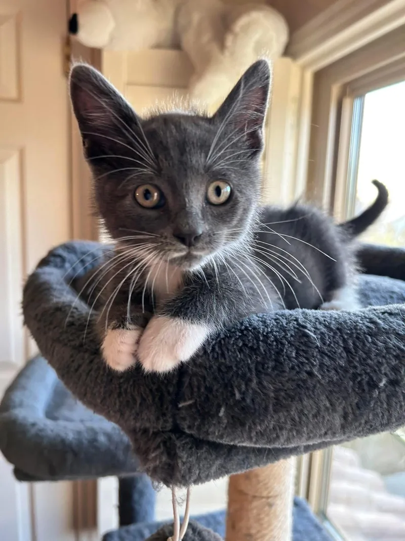 A baby small-sized male Domestic Short Hair cat named Wyatt for adoption in queen creek, AZ