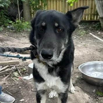 Balto