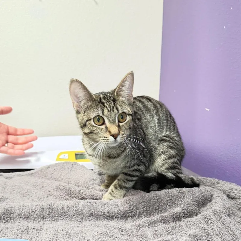 A baby medium-sized female Gray / Blue / Silver Domestic Short Hair cat named Nala for adoption in Englewood, FL