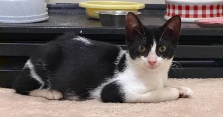 A baby small-sized male Black & White / Tuxedo Domestic Short Hair cat named Oreo for adoption in Milton, DE
