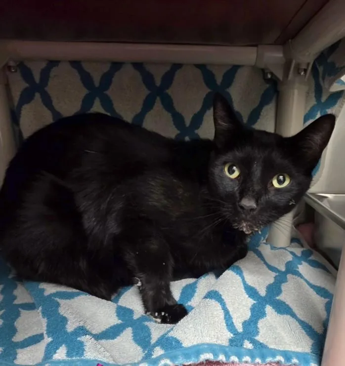 An adult medium-sized male Domestic Short Hair cat named Catastrophe for adoption in Derwood, MD