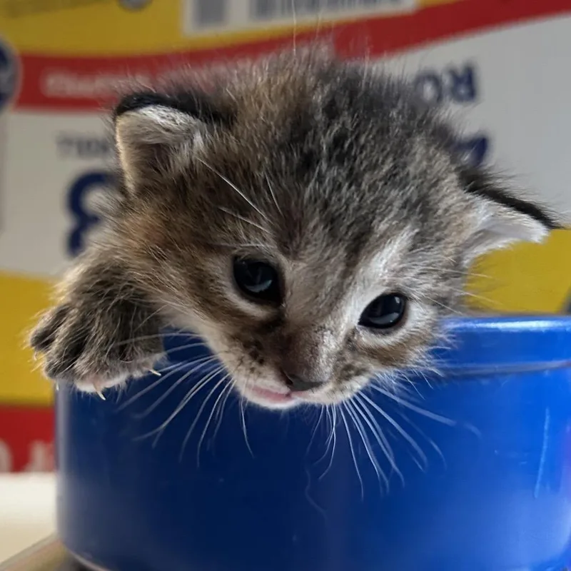 A baby small-sized female Black Domestic Short Hair cat named Cas for adoption in Denver, CO