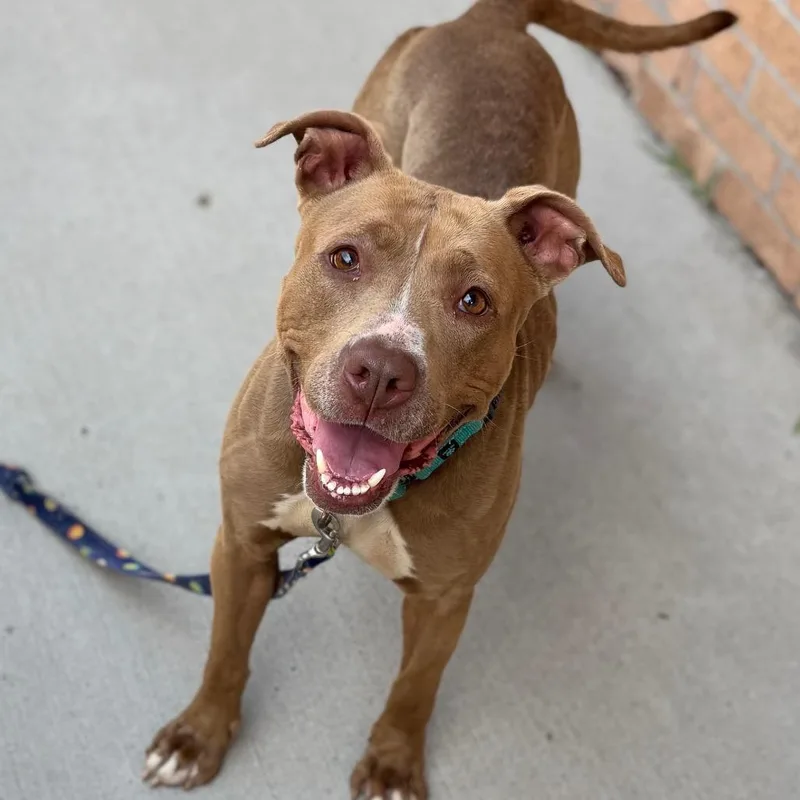 An adult medium-sized female Brown / Chocolate Mixed Breed dog named Simone for adoption in Dearborn, MI