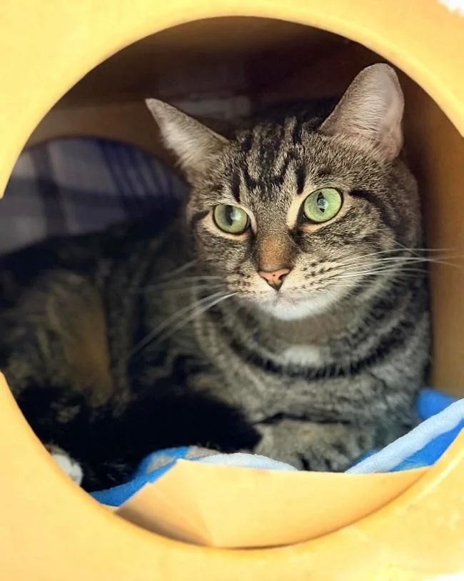 An adult medium-sized female Tabby (Brown / Chocolate) Tabby cat named Joy for adoption in Pegram, TN