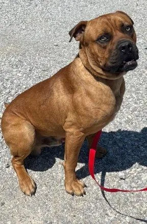 An adult large-sized male Mastiff dog named Bourbon for adoption in Mountain View, AR