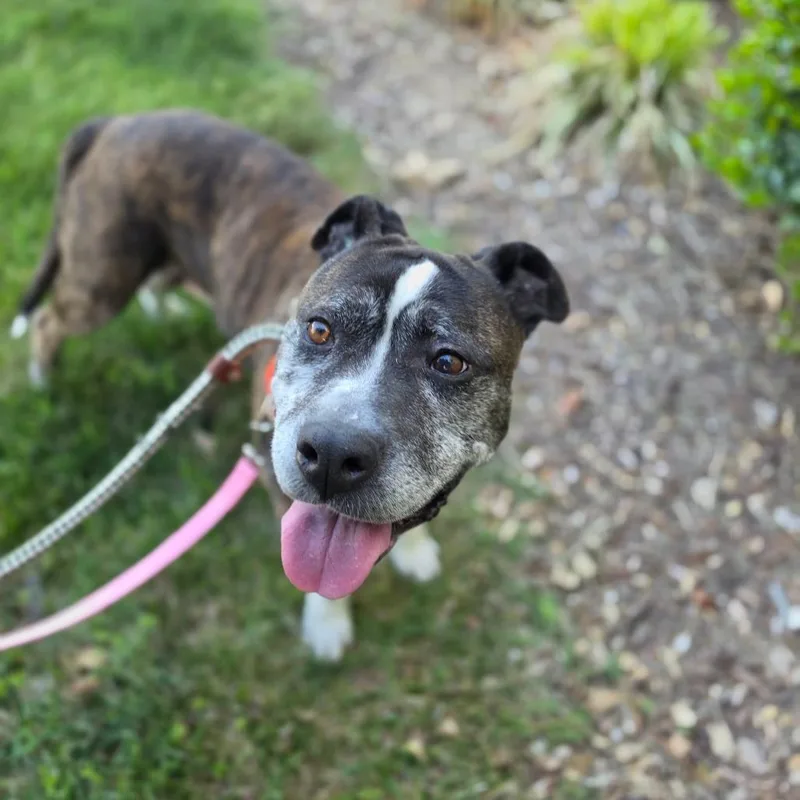 A senior medium-sized female Brown / Chocolate Mixed Breed dog named Tinkerbelle Toes for adoption in Greensboro, NC