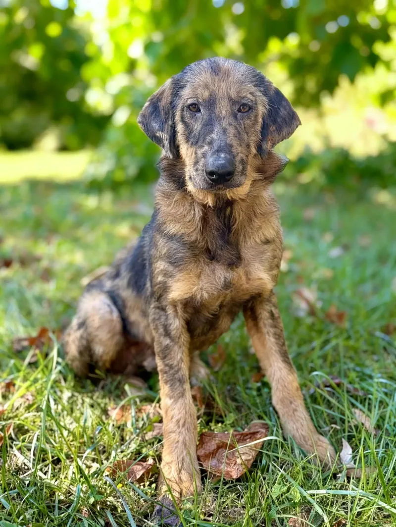 A young medium-sized male Brown / Chocolate German Shepherd Dog named Chandler for adoption in Gradyville, KY