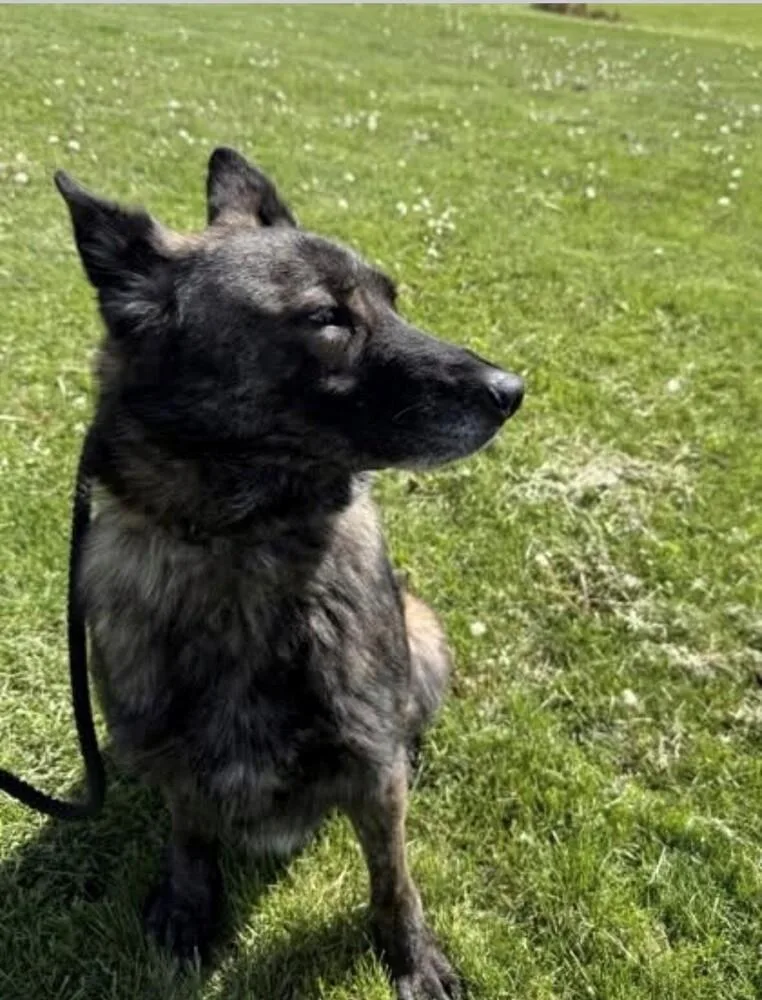 An adult medium-sized female Dutch Shepherd dog named Buttons Located In Illinois for adoption in Imlay City, MI