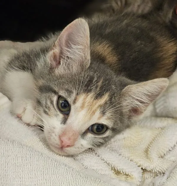 A baby small-sized female Domestic Short Hair cat named Plumeria for adoption in Dublin, CA
