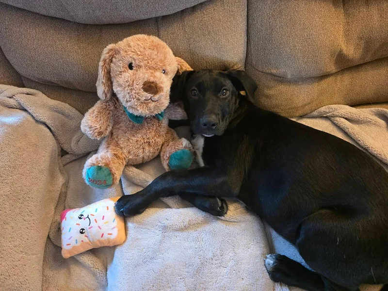 A young medium-sized female Hound dog named Cookie for adoption in Springville, NY