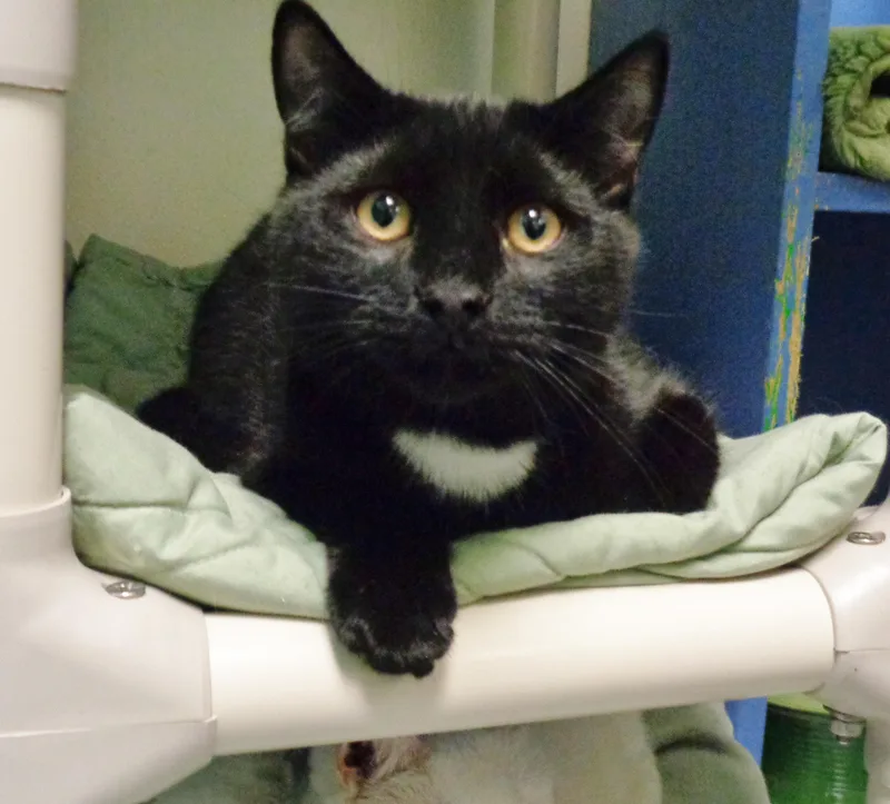 A baby small-sized male Black Domestic Short Hair cat named Tavern for adoption in Delhi, NY