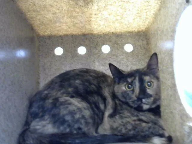 A young small-sized female Domestic Short Hair cat named Anna Marie for adoption in Albuquerque, NM