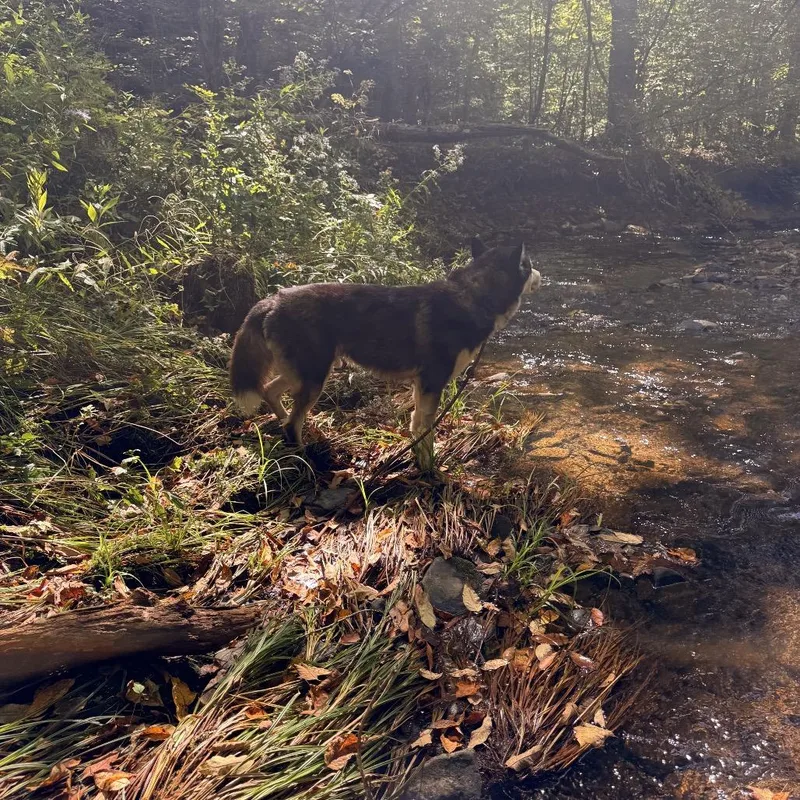 An adult large-sized male Husky dog named Luca for adoption in Milford, NY
