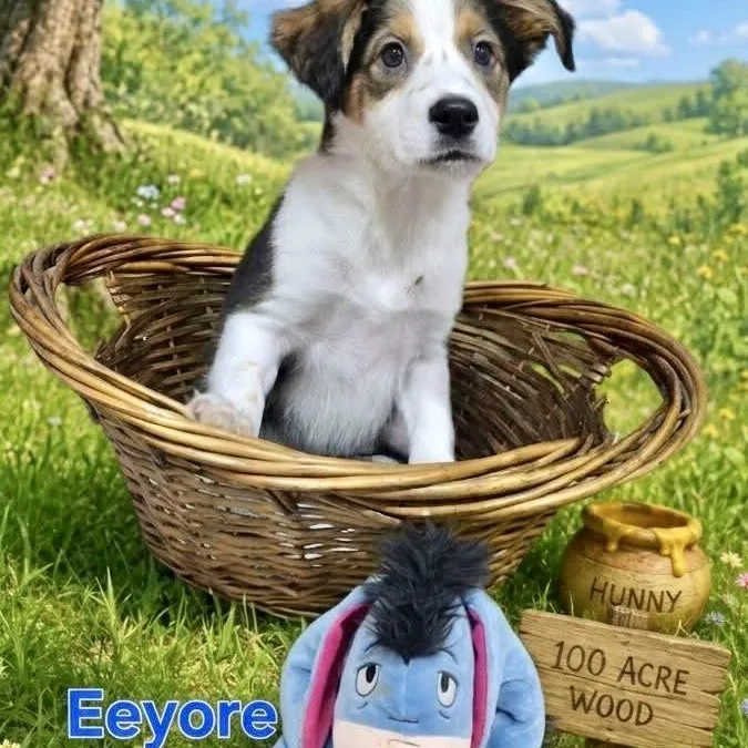 A baby small-sized male Mixed Breed dog named Eeyore for adoption in Joliet, IL