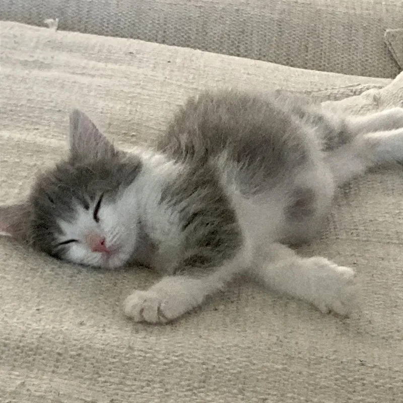 A baby small-sized female Gray / Blue / Silver Domestic Short Hair cat named Lucy for adoption in Hendersonville, NC