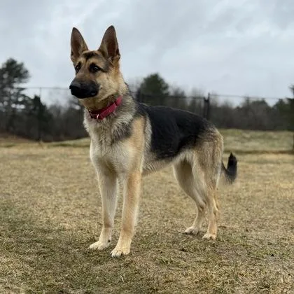 An adult medium-sized female German Shepherd Dog dog named Dunkaroo for adoption in East Montpelier, VT