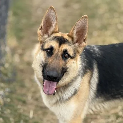 Dunkaroo thumbnail 2