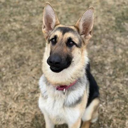 Dunkaroo thumbnail 3