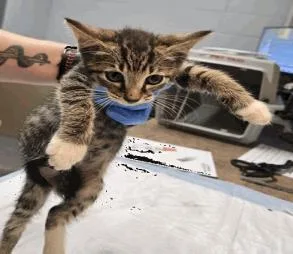 A baby small-sized female Domestic Short Hair cat named Waffles for adoption in Largo, FL