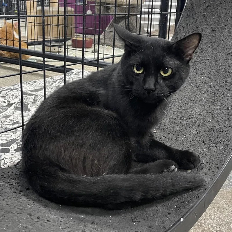 Fettuccini thumbnail 2