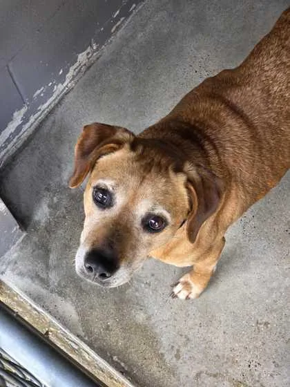 A senior medium-sized female Redbone Coonhound dog named Ma Barker for adoption in Marshall, NC
