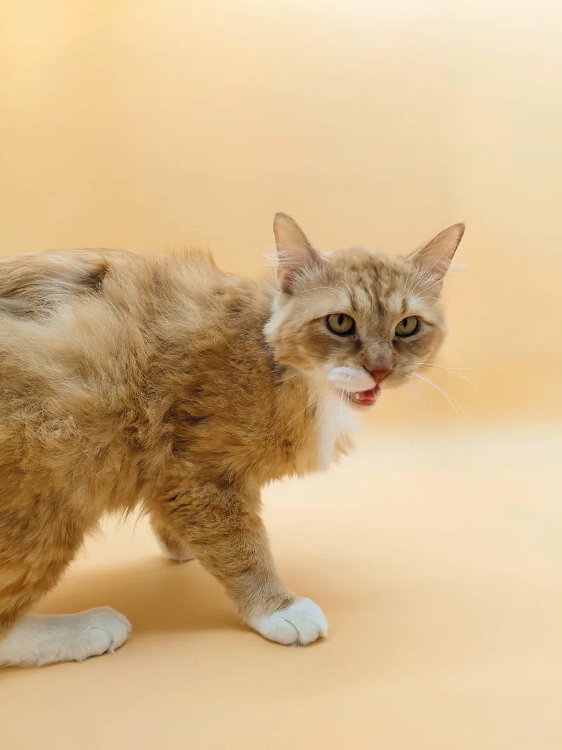 An adult medium-sized male Orange / Red Domestic Long Hair cat named Pinky for adoption in Springfield, MO