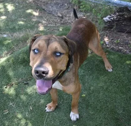 An adult large-sized male Brown / Chocolate Black Mouth Cur dog named Bond for adoption in Inverness, FL